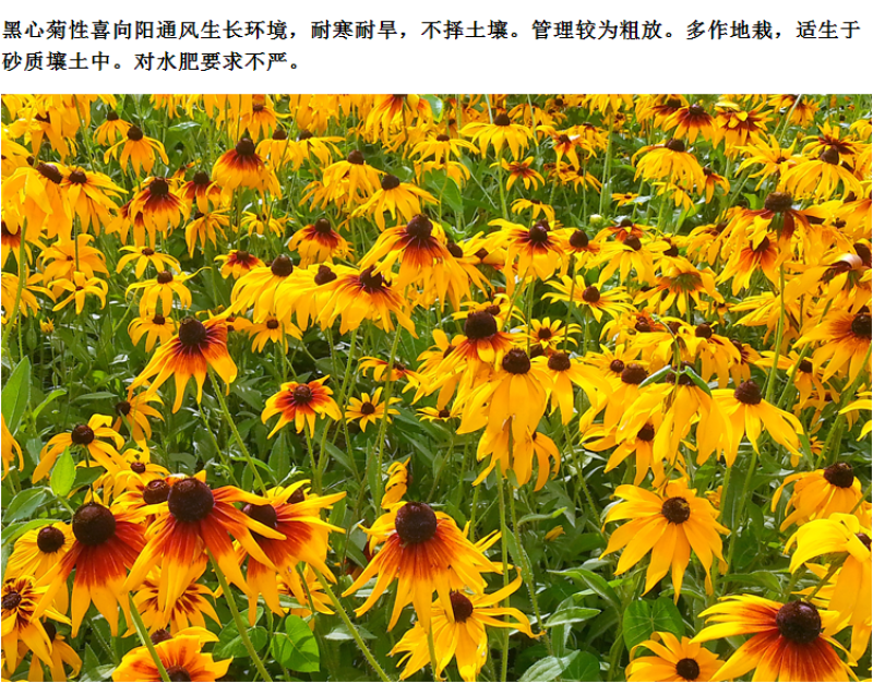 黑心菊种子花种籽四季易种多年生宿根花卉花草花籽各种庭院花