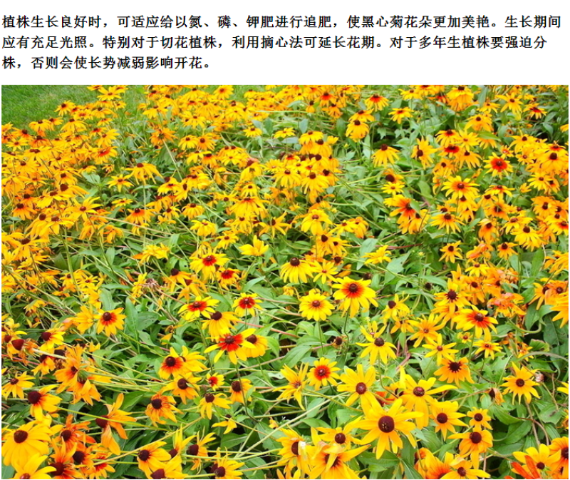 黑心菊种子花种籽四季易种多年生宿根花卉花草花籽各种庭院花
