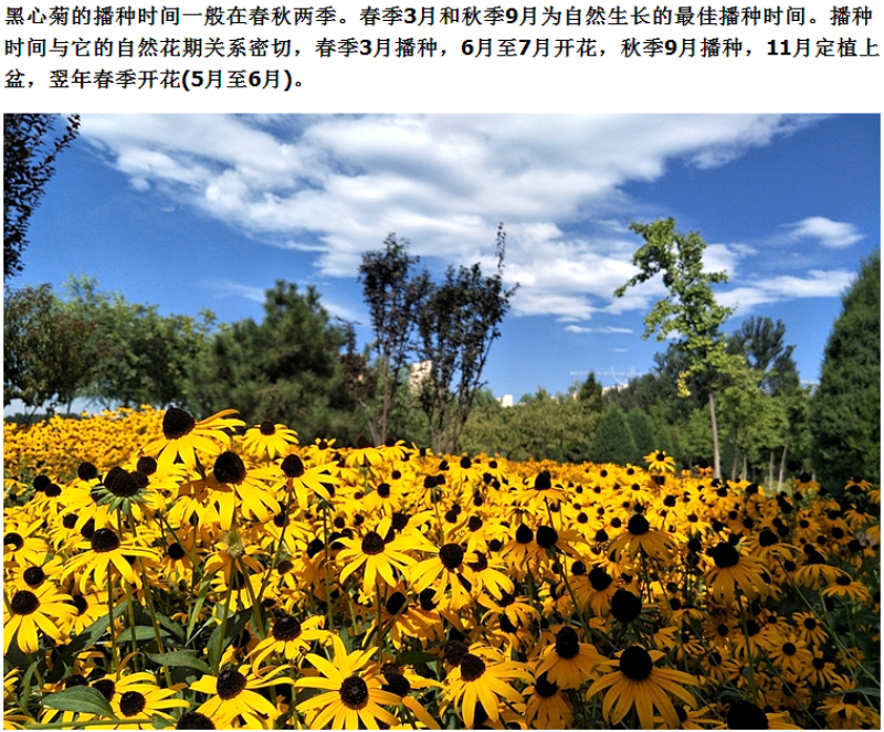 黑心菊种子花种籽四季易种多年生宿根花卉花草花籽各种庭院花