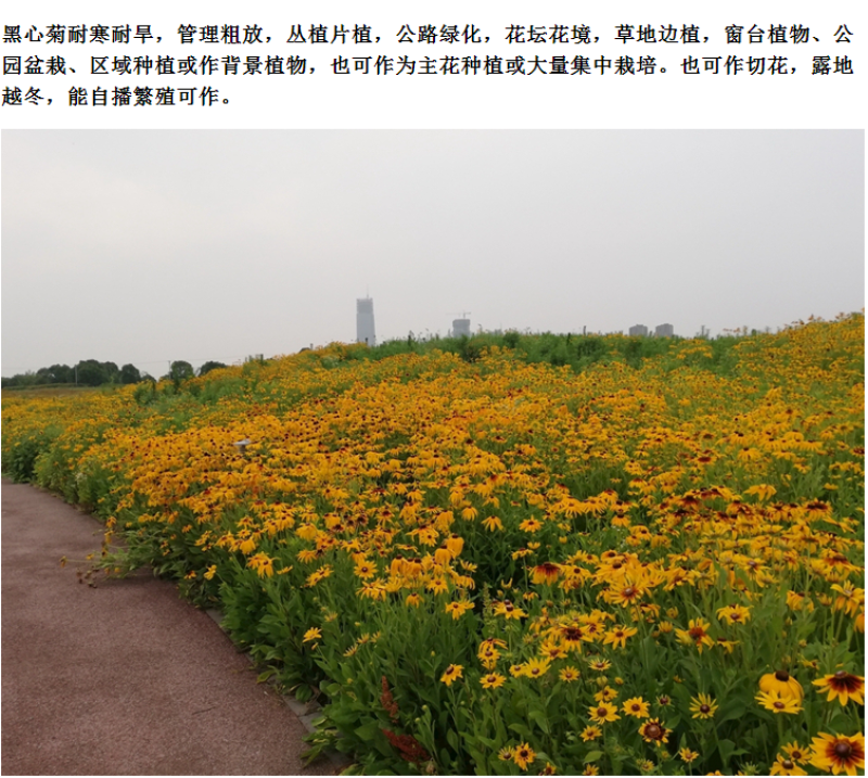 黑心菊种子花种籽四季易种多年生宿根花卉花草花籽各种庭院花