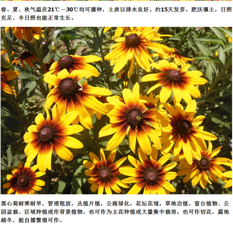 黑心菊种子花种籽四季易种多年生宿根花卉花草花籽各种庭院花