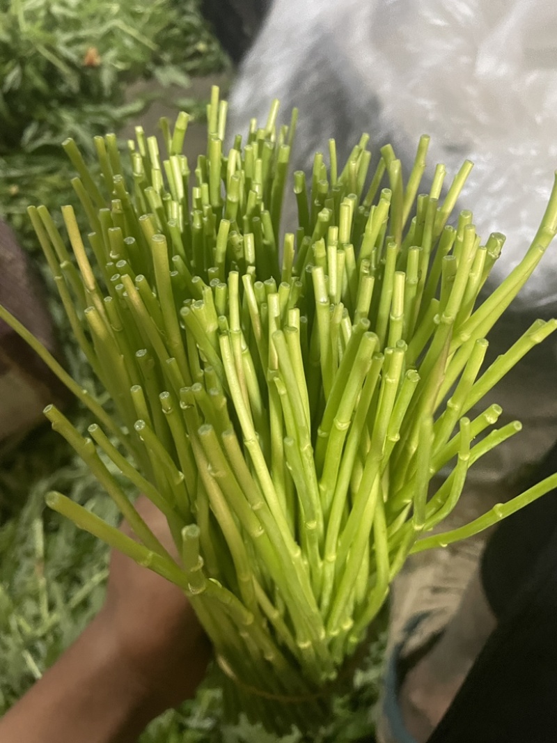 云南藜蒿