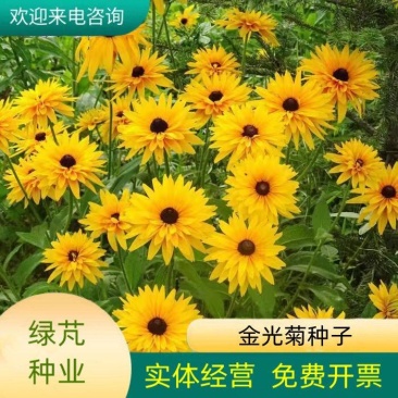 金光菊花种籽子多年生耐寒四季种易活庭院室外植物花黑心菊花