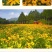 金光菊花种籽子多年生耐寒四季种易活庭院室外植物花黑心菊花