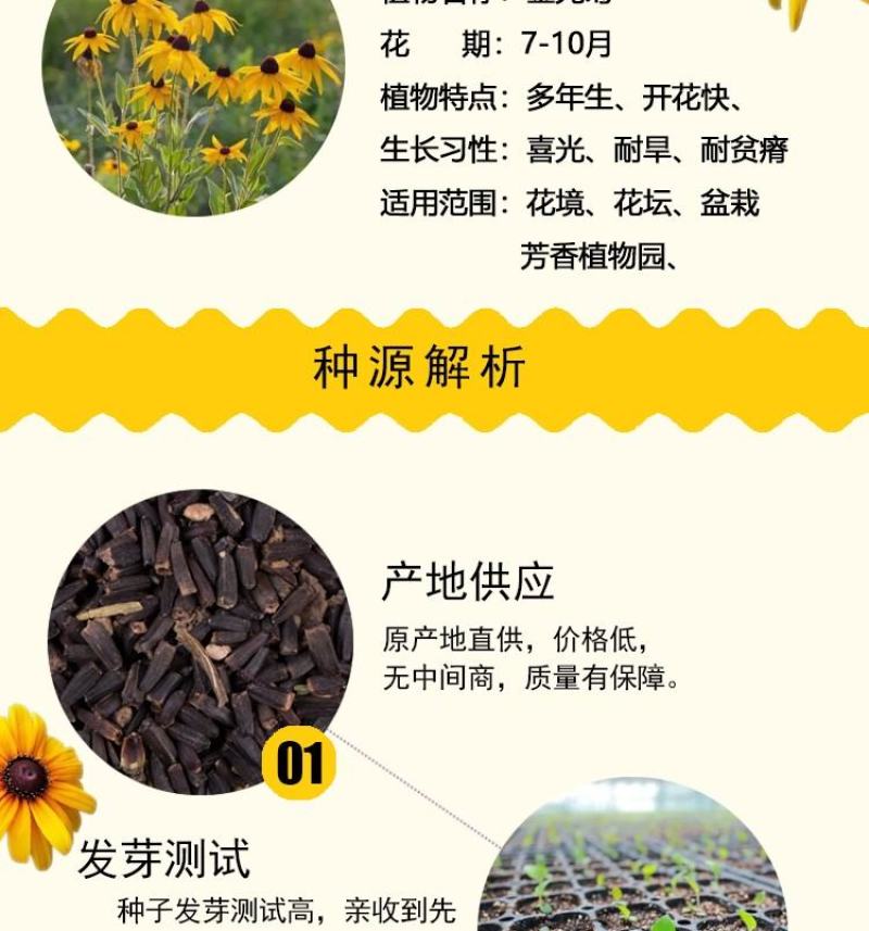 金光菊花种籽子多年生耐寒四季种易活庭院室外植物花黑心菊花