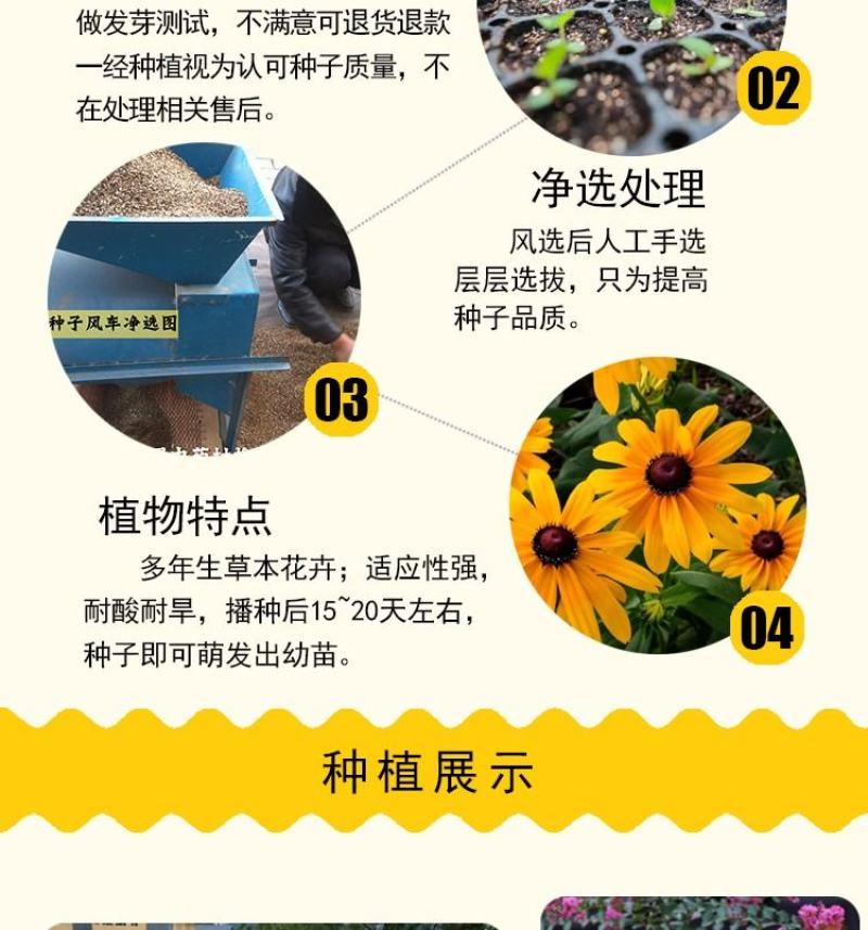 金光菊花种籽子多年生耐寒四季种易活庭院室外植物花黑心菊花