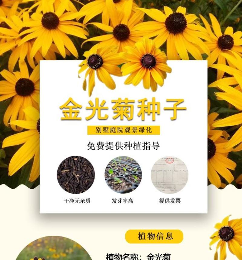 金光菊花种籽子多年生耐寒四季种易活庭院室外植物花黑心菊花