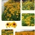 金光菊花种籽子多年生耐寒四季种易活庭院室外植物花黑心菊花