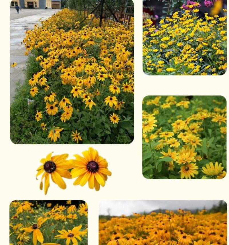 金光菊花种籽子多年生耐寒四季种易活庭院室外植物花黑心菊花