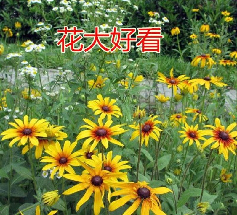 金光菊花种籽子多年生耐寒四季种易活庭院室外植物花黑心菊花