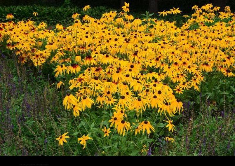 金光菊花种籽子多年生耐寒四季种易活庭院室外植物花黑心菊花