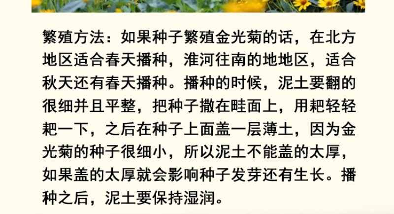 金光菊花种籽子多年生耐寒四季种易活庭院室外植物花黑心菊花