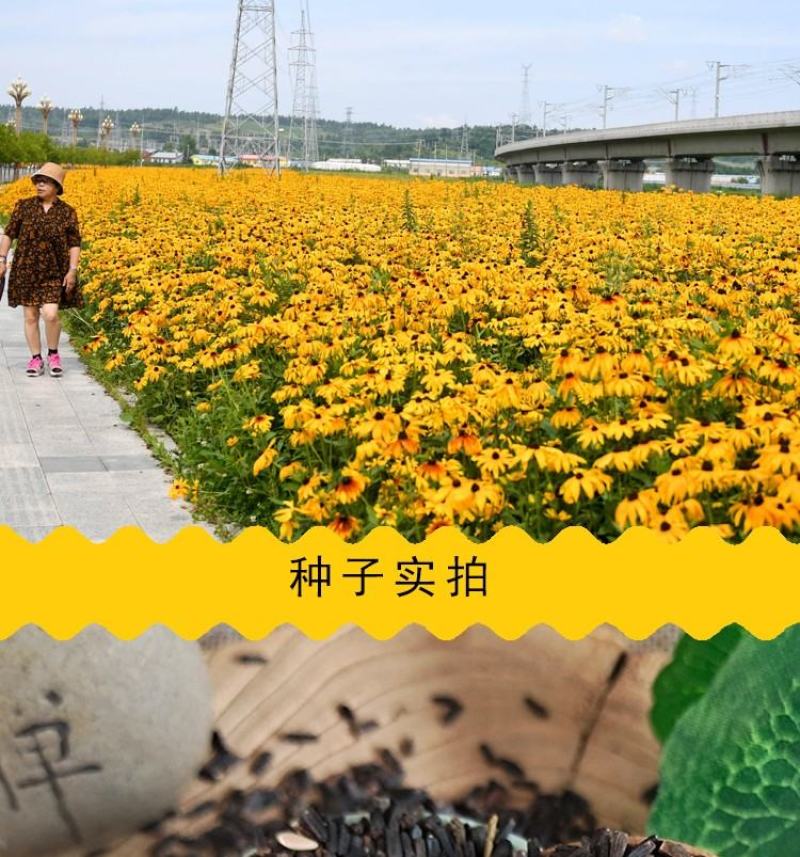 金光菊花种籽子多年生耐寒四季种易活庭院室外植物花黑心菊花