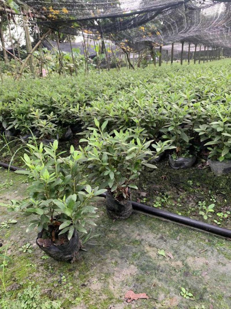 毛鹃基地批发高度30冠幅25公分16杯