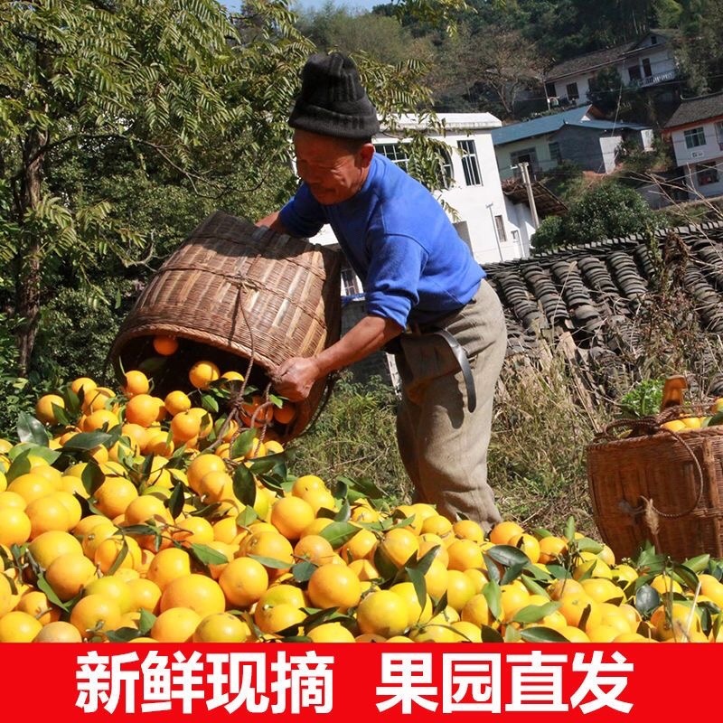 云南哀牢山冰糖橙一件代发5斤/9斤高端礼盒
