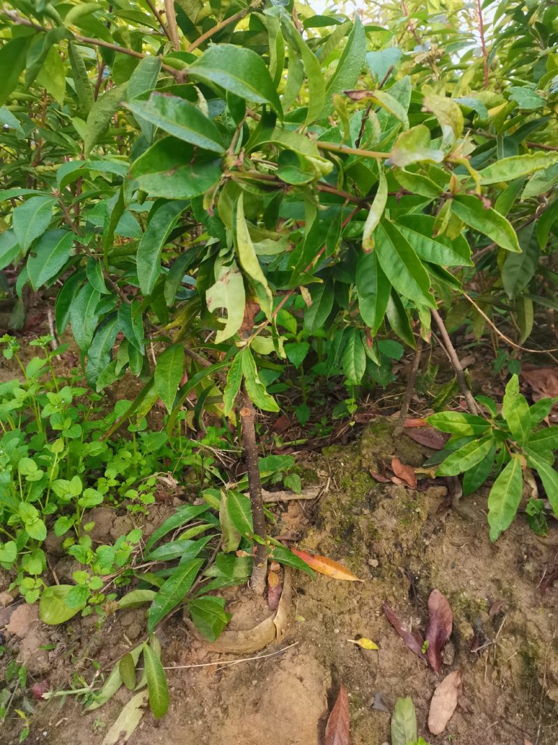 木荷杯苗