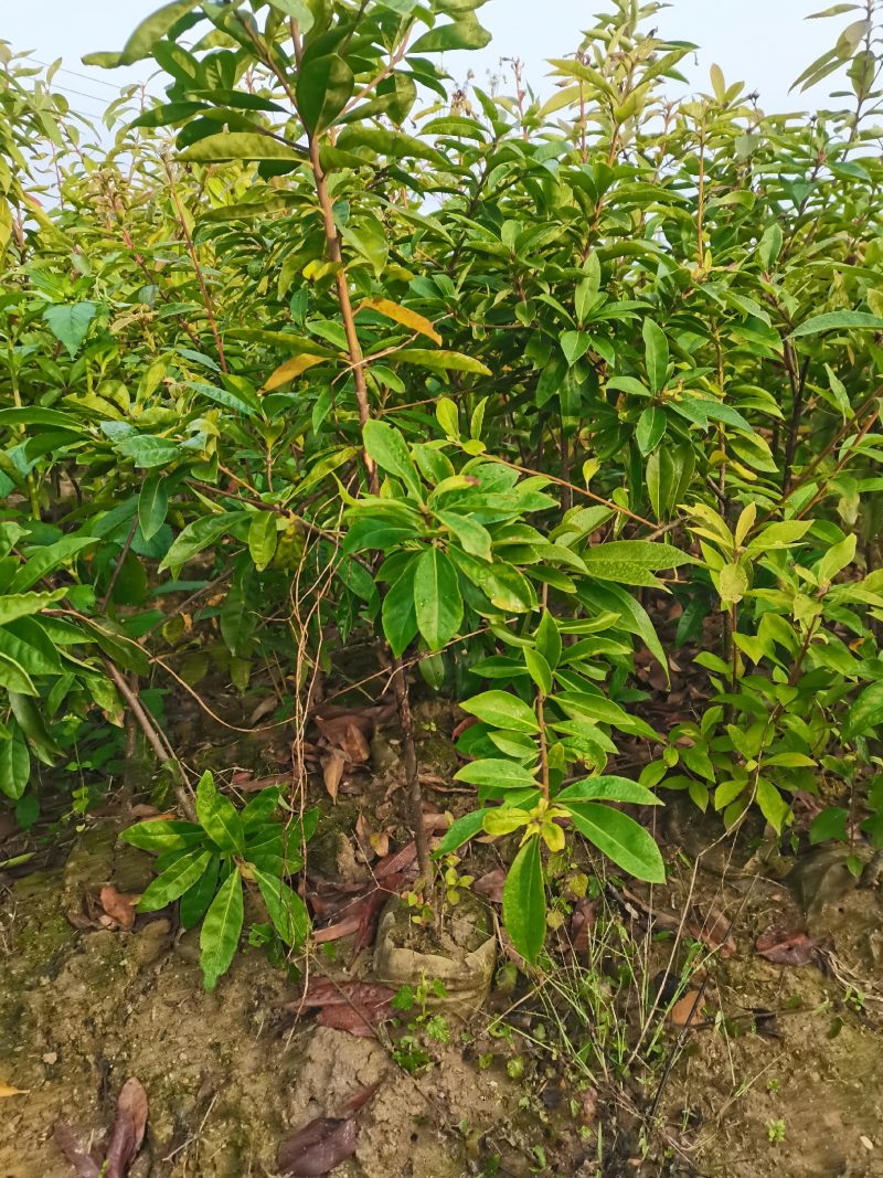 木荷杯苗