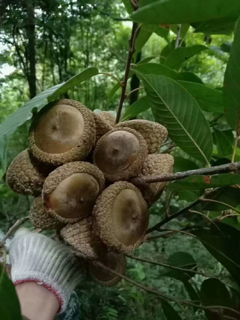原始森林野生风流果补肾果薄壳多肉新果好果一手货