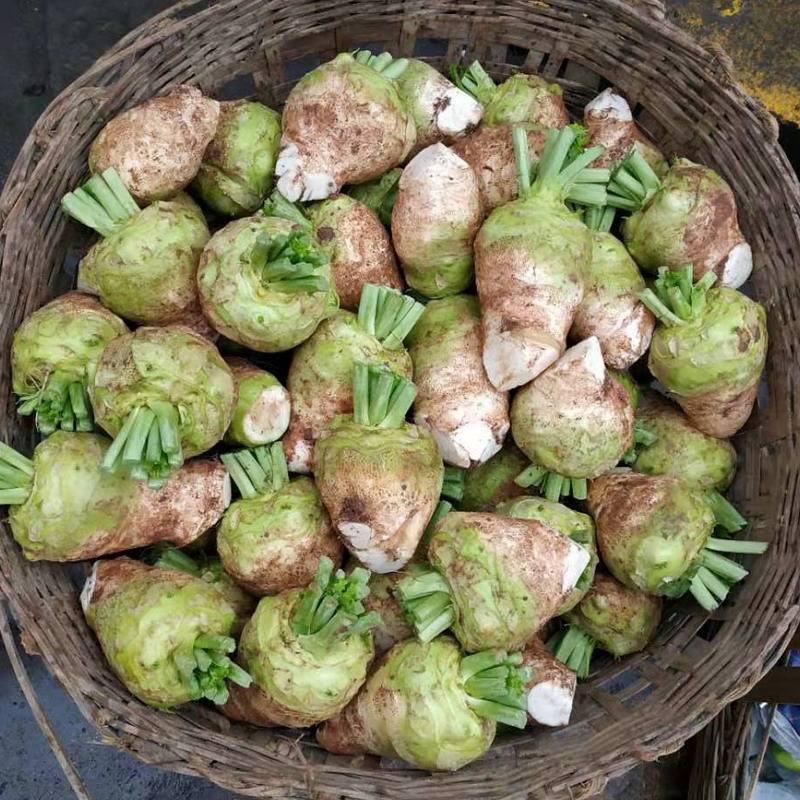 四川本地大头菜，长年供应，好土壤造就好品质，欢迎新农客户