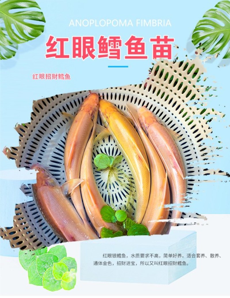 四川眉山红眼银鳕鱼苗淡水鱼苗鱼场直发