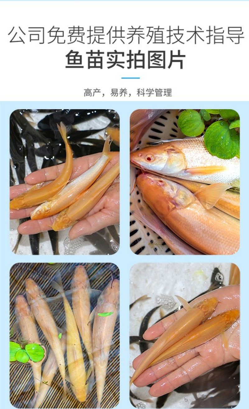 四川眉山红眼银鳕鱼苗淡水鱼苗鱼场直发
