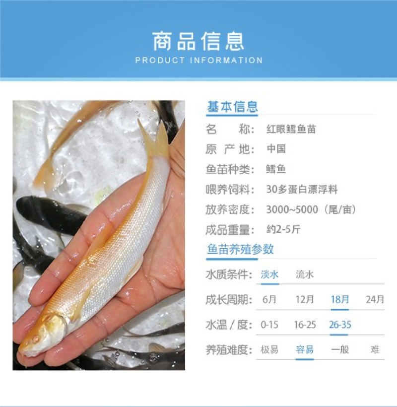 四川眉山红眼银鳕鱼苗淡水鱼苗鱼场直发