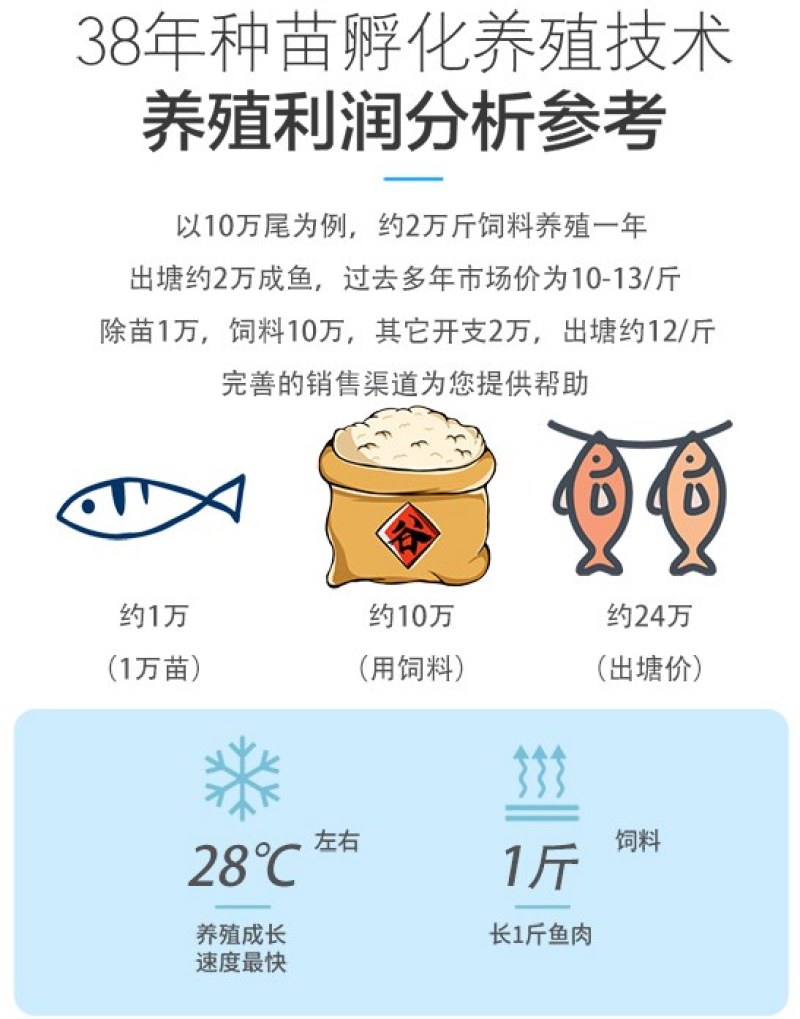 黄辣丁黄颡鱼基地直发包邮品质很好