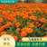万寿菊种子金菊花蜂窝菊种子四季易种庭院阳台种子景观花海