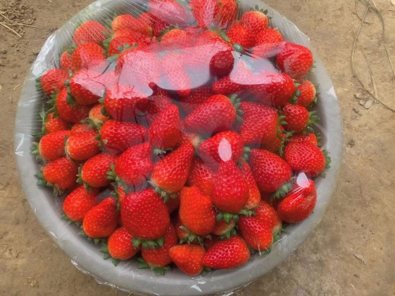 红颜天仙醉宁玉