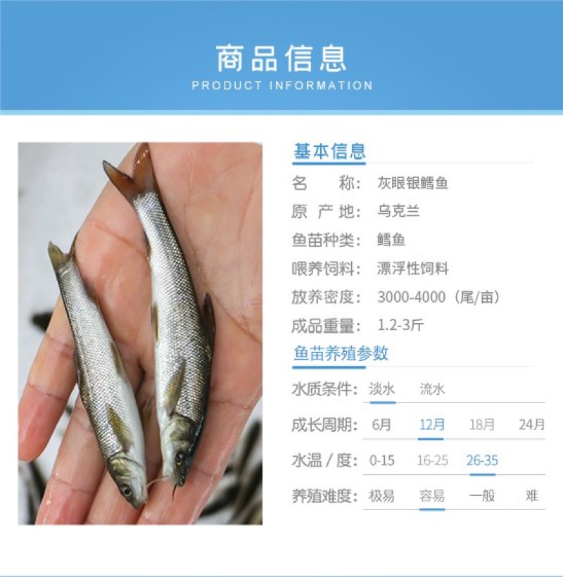 四川眉山灰眼银鳕鱼基地直发规格齐全品质佳