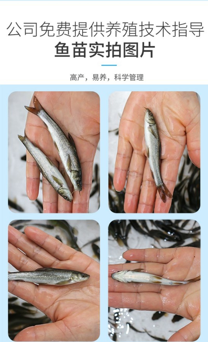 四川眉山灰眼银鳕鱼基地直发规格齐全品质佳