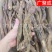 【包邮】批发锁阳内蒙古阿拉善金锁阳整根泡酒滋补