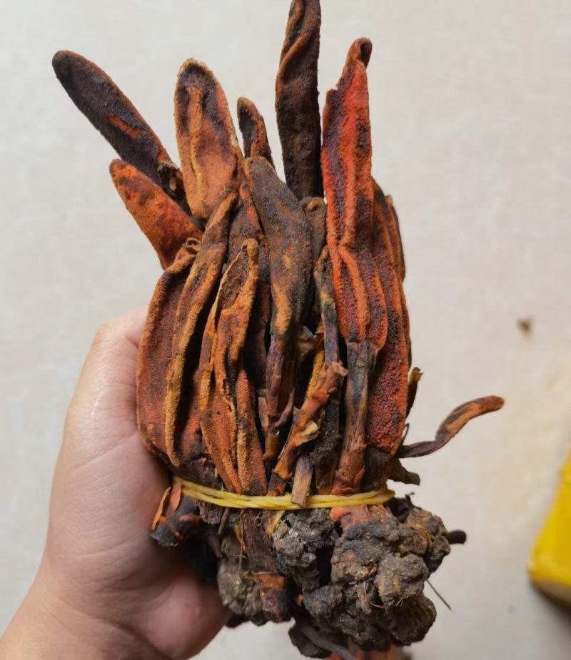 回春草干货真正的一首货源没有差价专业批发包邮发货