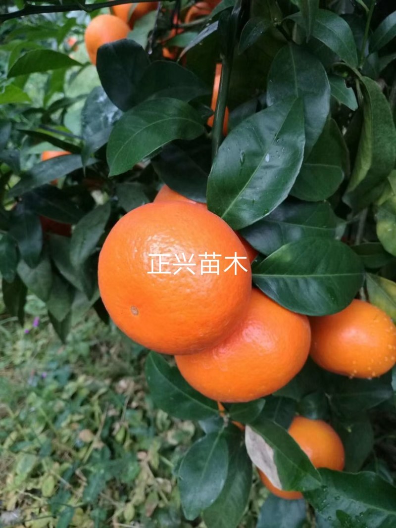 沃柑苗，沃柑大杯苗，沃柑苗大苗，四川苗品种纯