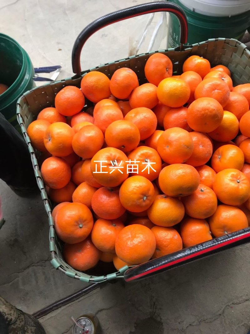 沃柑苗，沃柑大杯苗，沃柑苗大苗，四川苗品种纯
