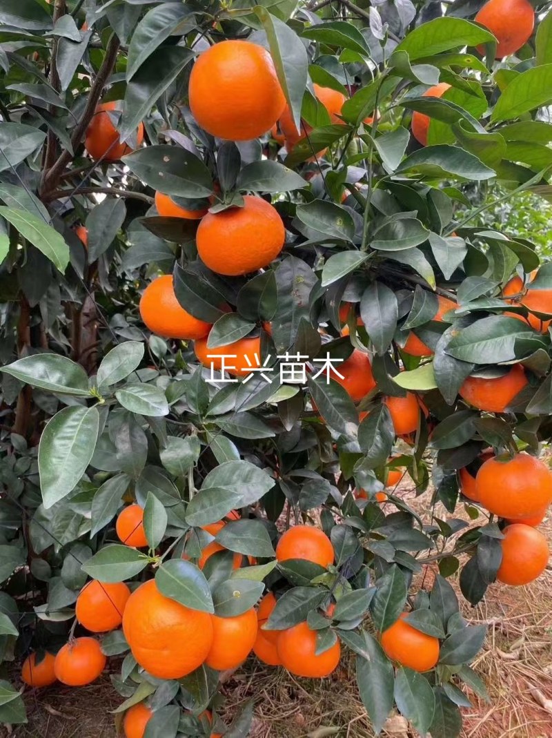 沃柑苗，沃柑大杯苗，沃柑苗大苗，四川苗品种纯