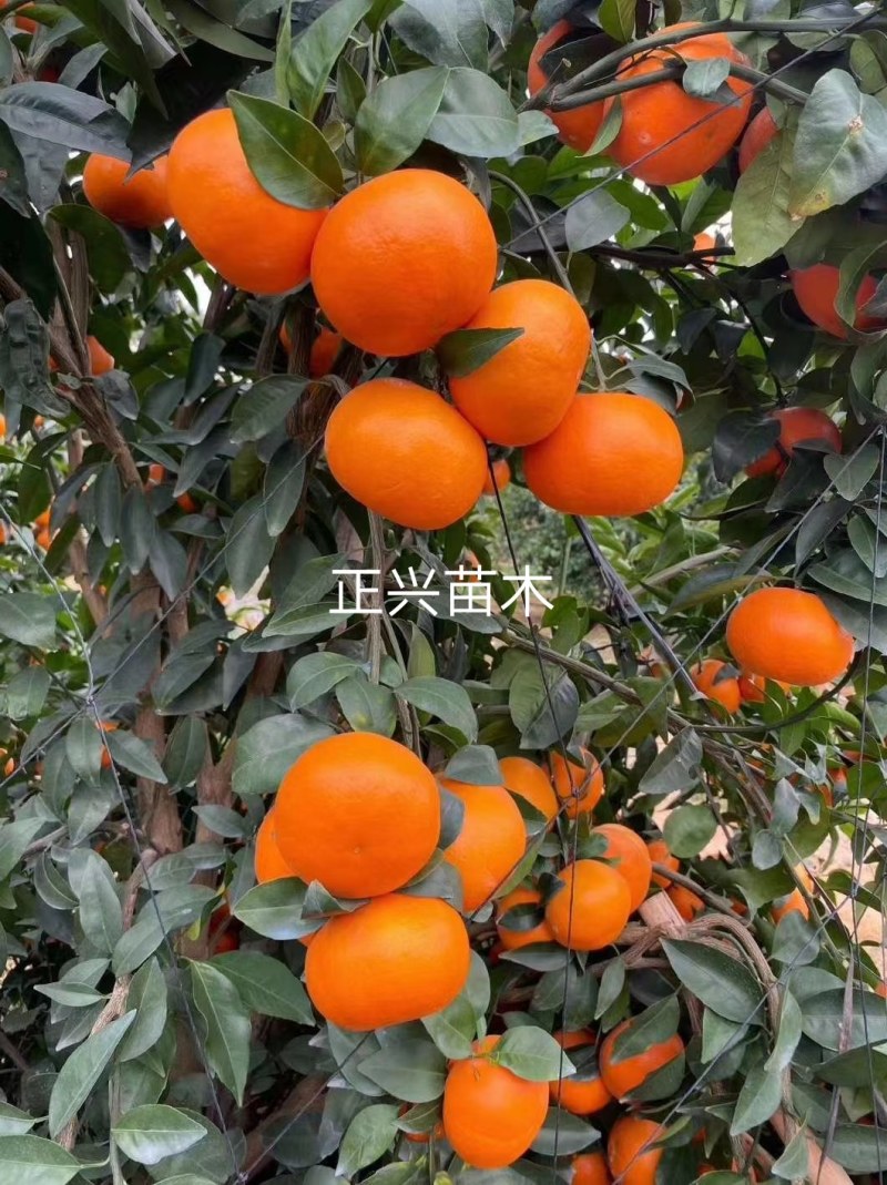 沃柑苗，沃柑大杯苗，沃柑苗大苗，四川苗品种纯