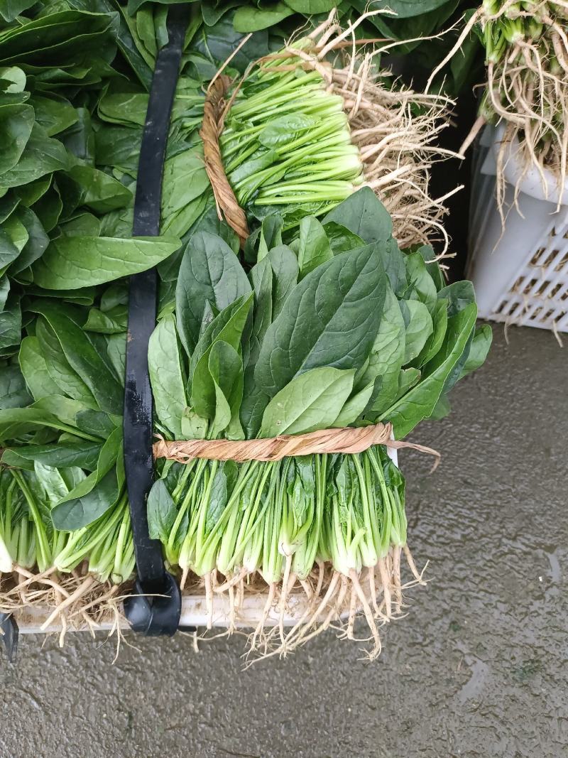 精品小白菜诚信经营，产地直销，量大价优