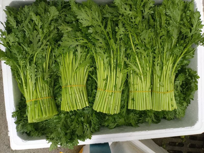 精品小白菜诚信经营，产地直销，量大价优
