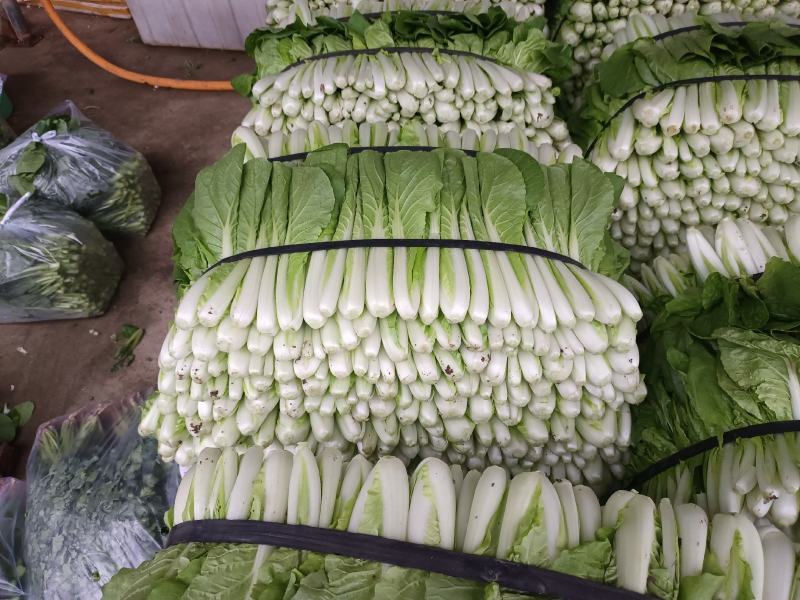 精品小白菜诚信经营，产地直销，量大价优