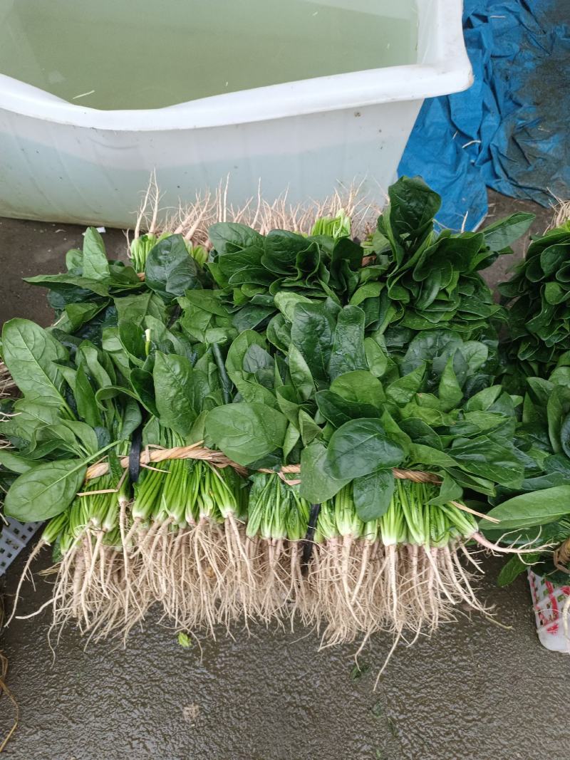 精品小白菜诚信经营，产地直销，量大价优