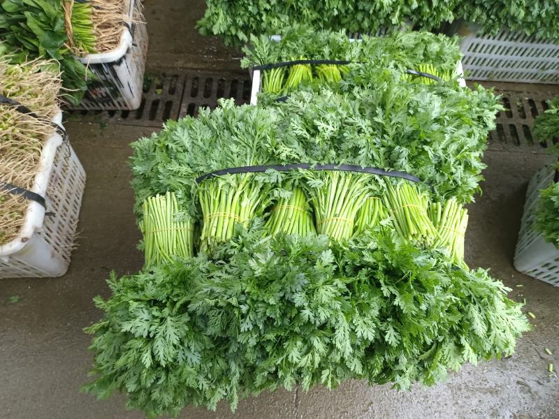 精品小白菜诚信经营，产地直销，量大价优