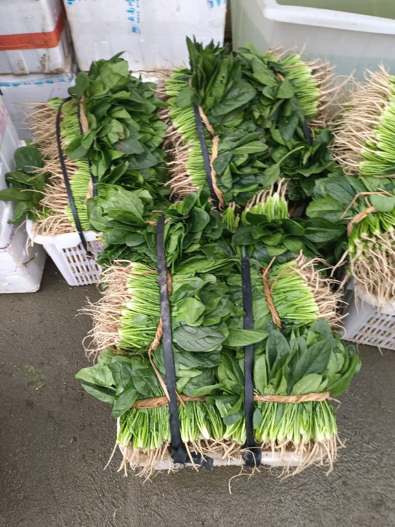 精品小白菜诚信经营，产地直销，量大价优
