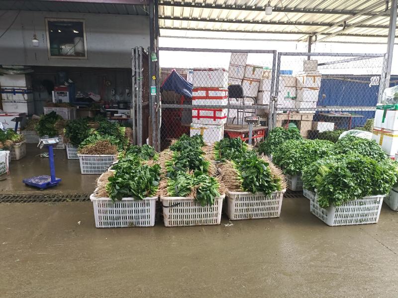 精品小白菜诚信经营，产地直销，量大价优