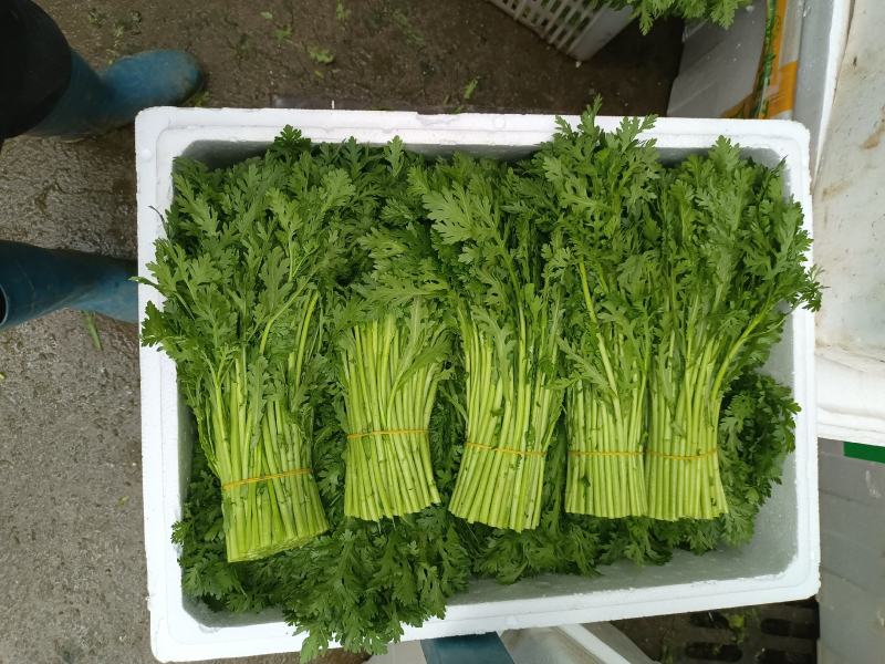 精品小白菜诚信经营，产地直销，量大价优