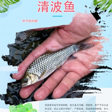 清波鱼苗,中华倒刺鲃，乌鳞，青板，养殖场直发