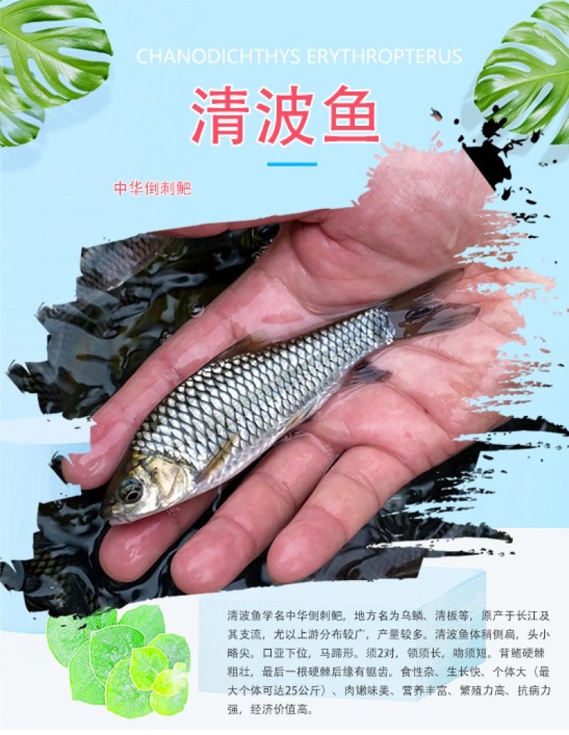 清波鱼苗,中华倒刺鲃，乌鳞，青板，养殖场直发