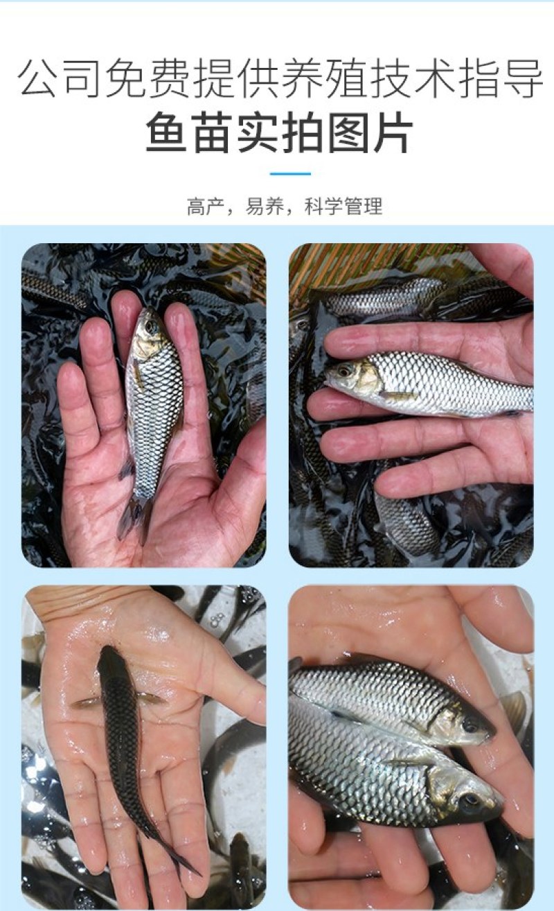 清波鱼苗,中华倒刺鲃，乌鳞，青板，养殖场直发