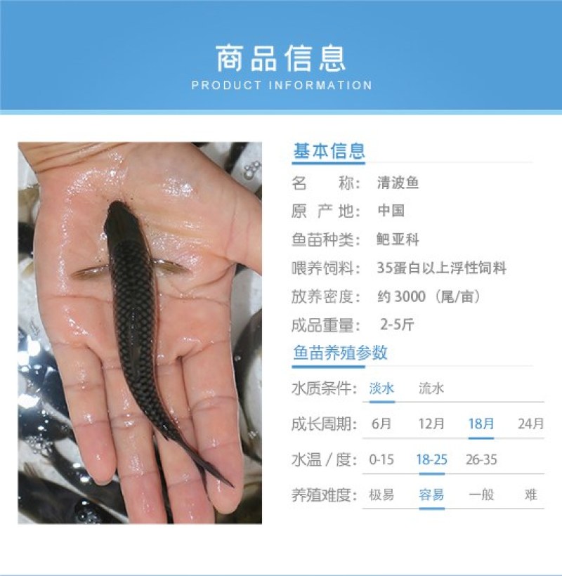 清波鱼苗,中华倒刺鲃，乌鳞，青板，养殖场直发