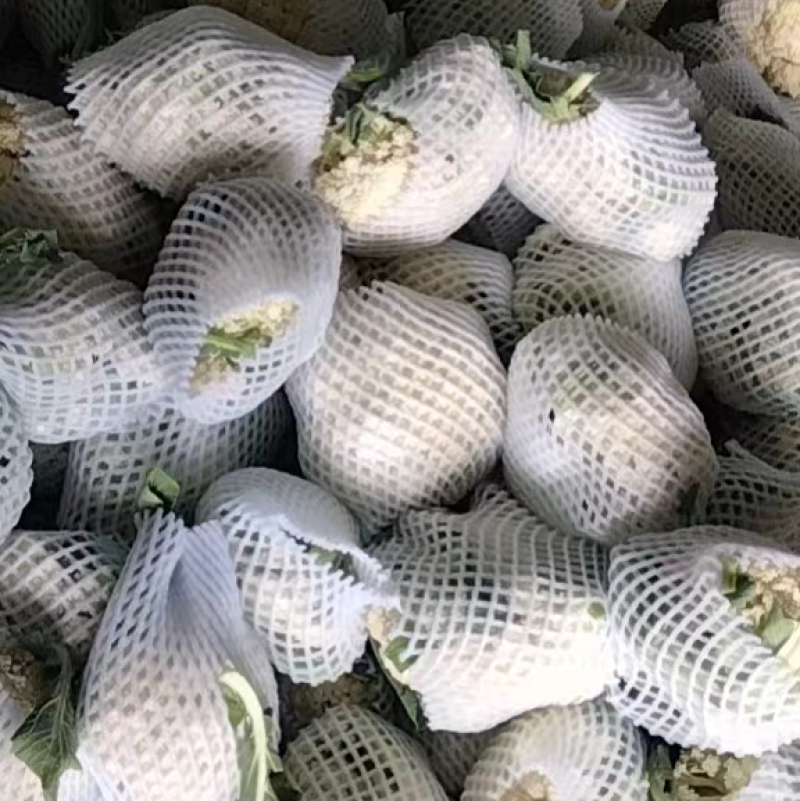 白面青梗送花菜大降价对接市场商贩全国走货